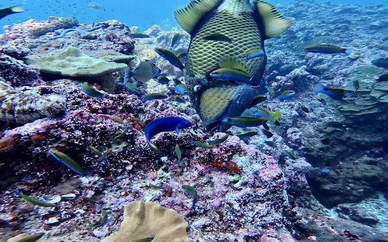 Andaman Dive Adventures