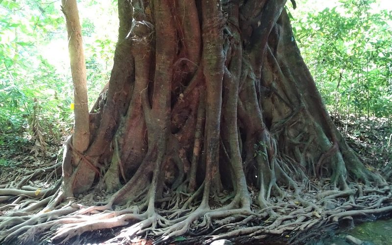 Klong Chak Bat Cave