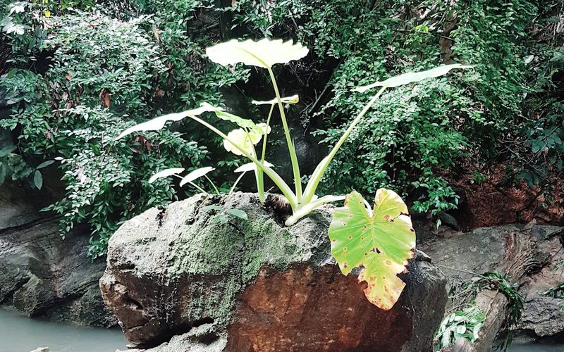 Klong Chak Bat Cave