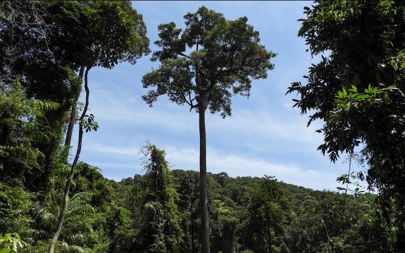 Leam Tanod Nature Trail