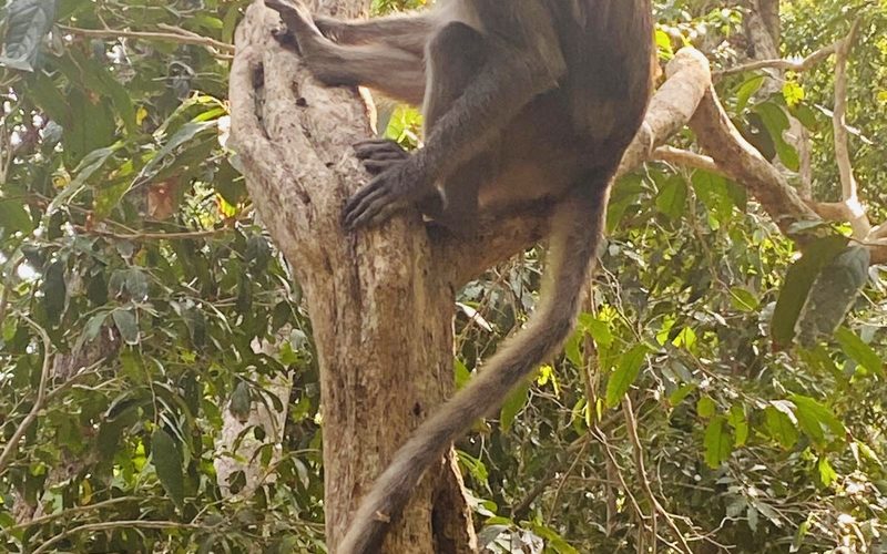 Leam Tanod Nature Trail